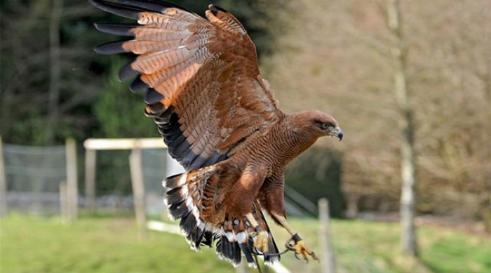 Kielder Water Birds of Prey Centre – One of the largest collections of birds  in the North of England